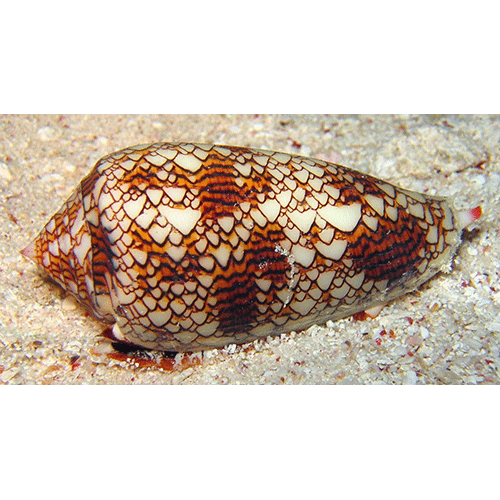 Семейство Conoidea  фото