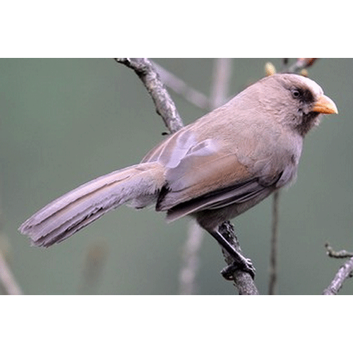 Род Conostoma  фото