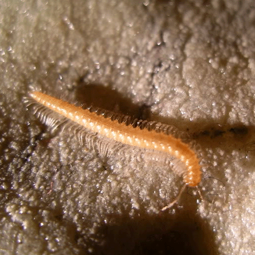 Семейство Conotylidae фото