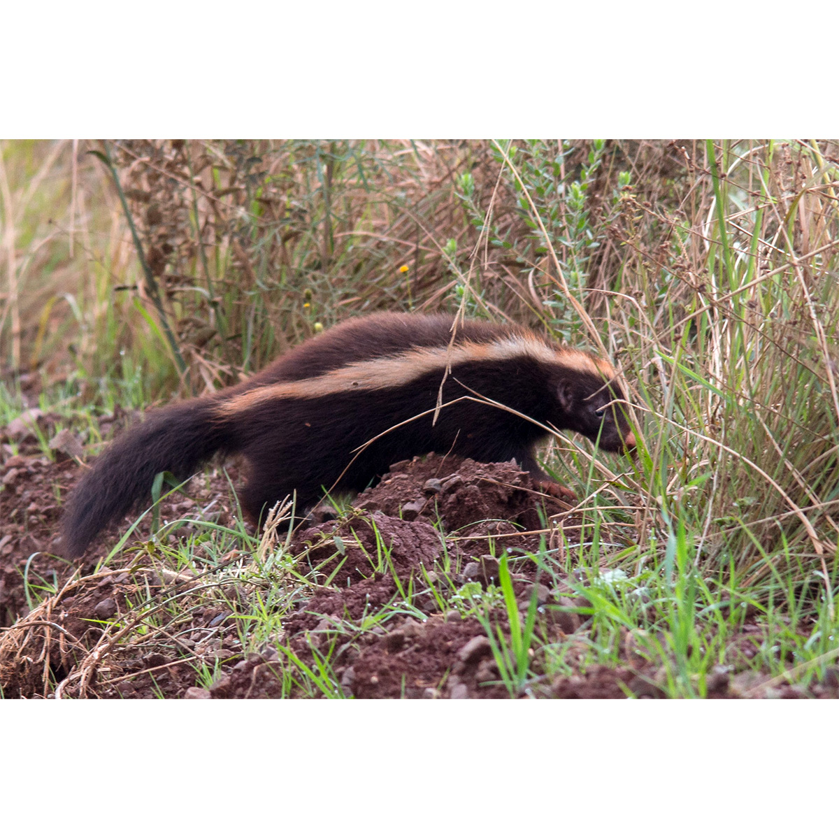 Южноамериканский скунс (Conepatus chinga) Фото №2