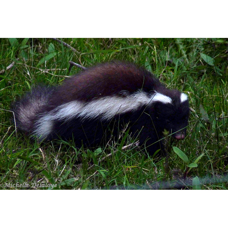 Южноамериканский скунс (Conepatus chinga) Фото №3