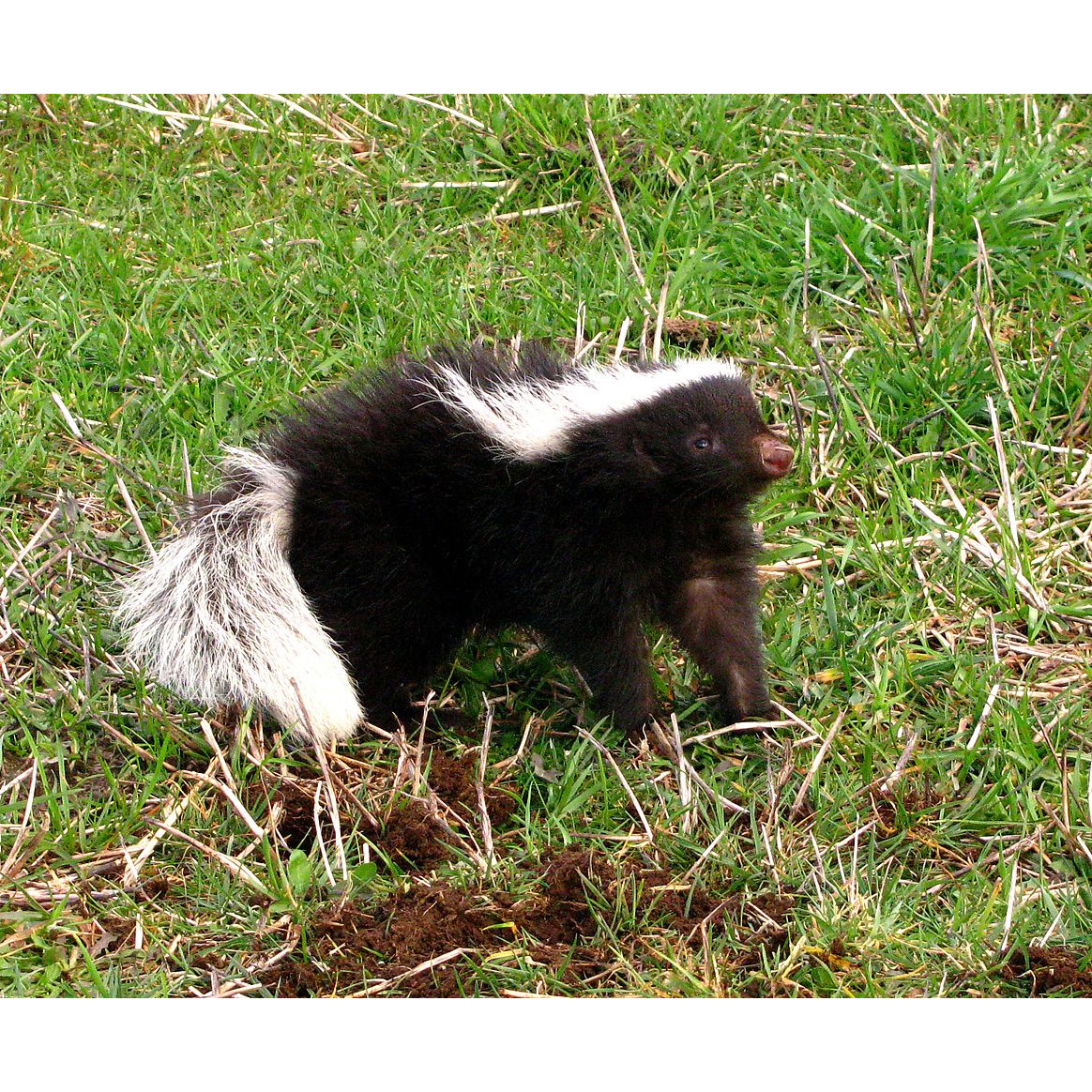 Южноамериканский скунс (Conepatus chinga) Фото №4