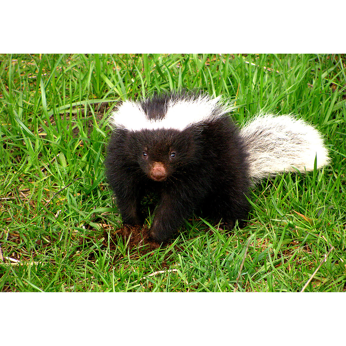 Южноамериканский скунс (Conepatus chinga) Фото №6