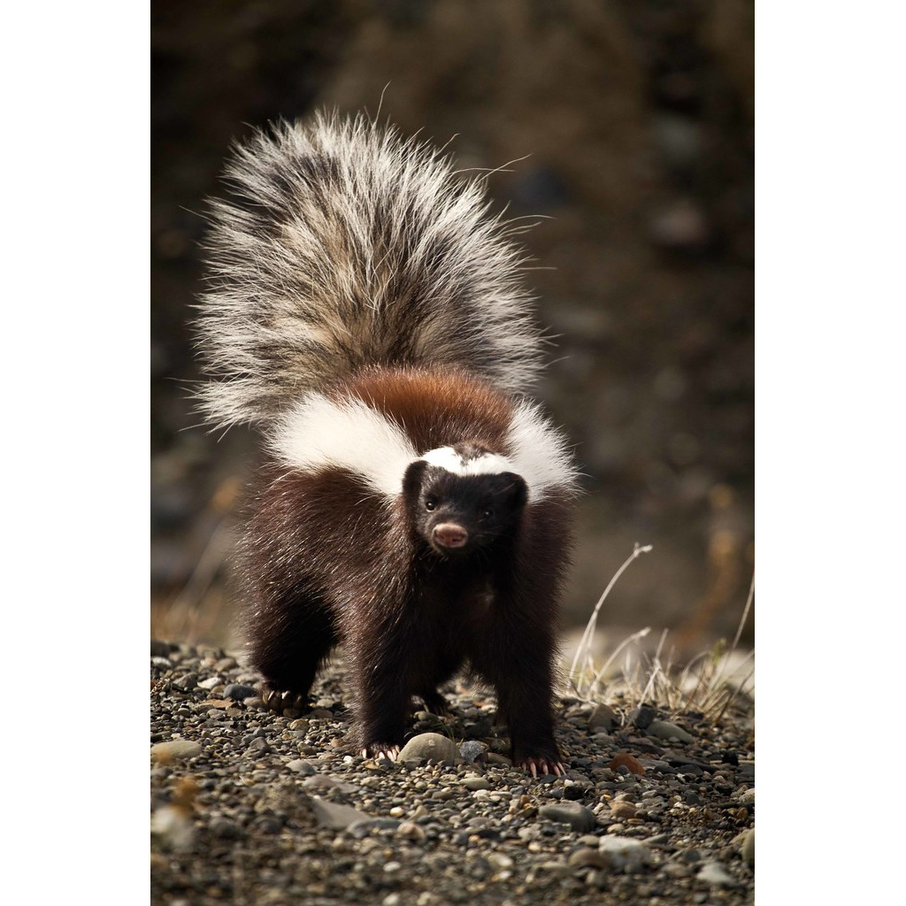 Южноамериканский скунс (Conepatus chinga) Фото №7