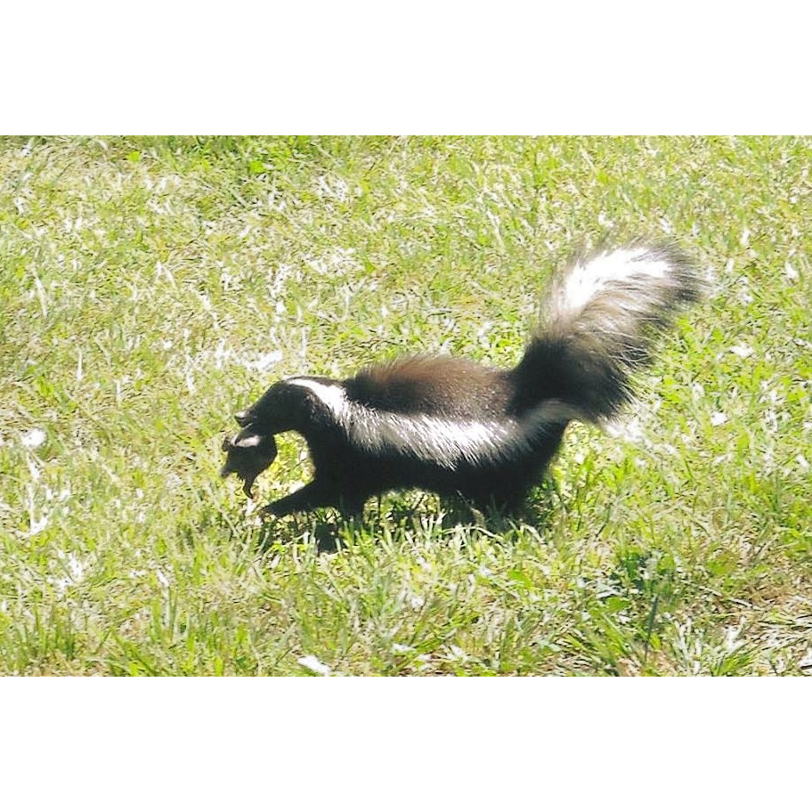 Южноамериканский скунс (Conepatus chinga) Фото №8