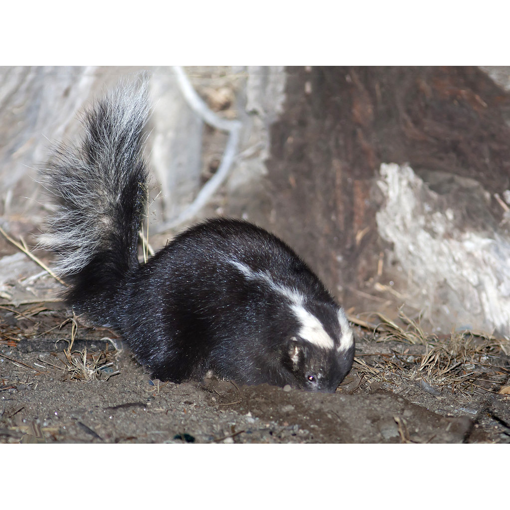 Южноамериканский скунс (Conepatus chinga) Фото №9