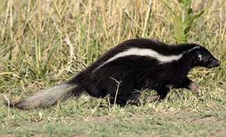 Conepatus chinga chinga
