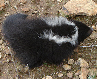 Conepatus chinga rex