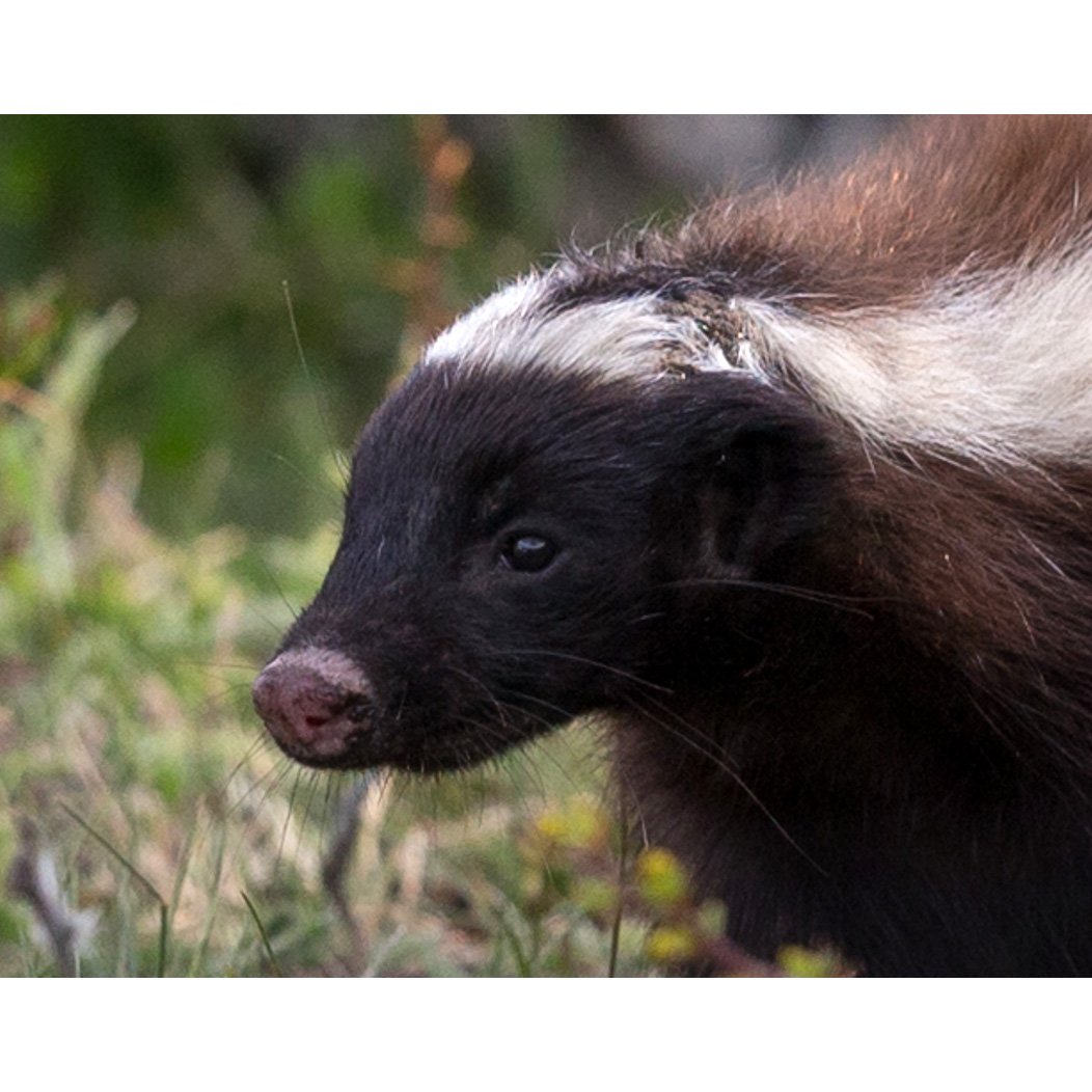 Скунс Гумбольдта (Conepatus humboldtii) Фото №10