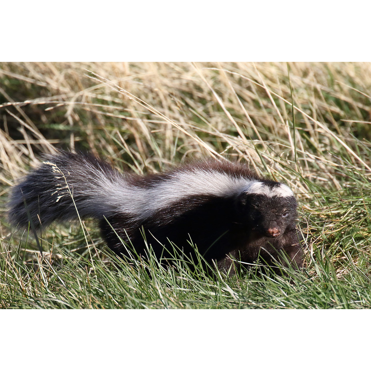 Скунс Гумбольдта (Conepatus humboldtii) Фото №2