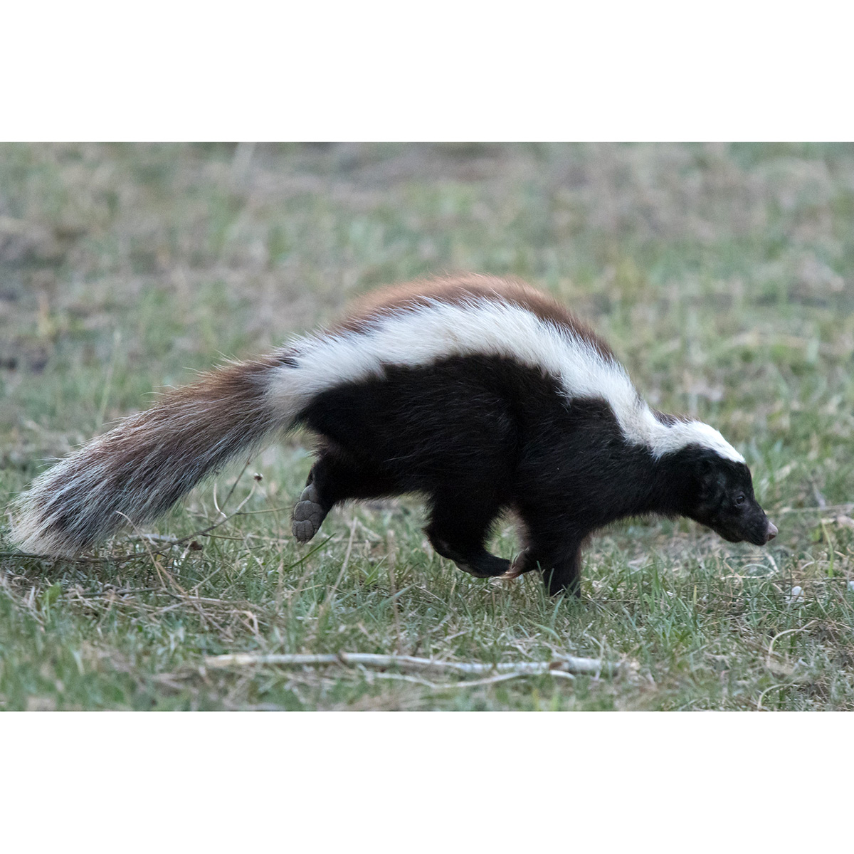 Скунс Гумбольдта (Conepatus humboldtii) Фото №3