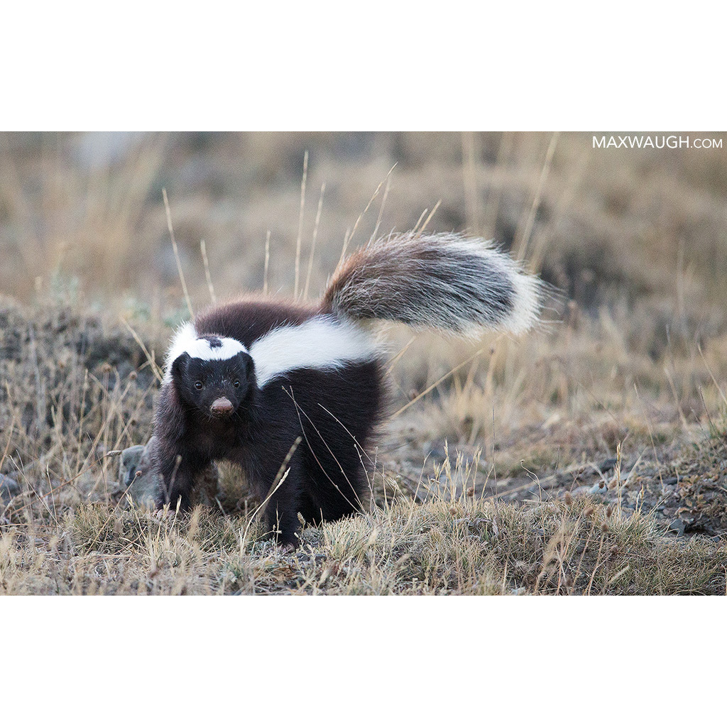 Скунс Гумбольдта (Conepatus humboldtii) Фото №5