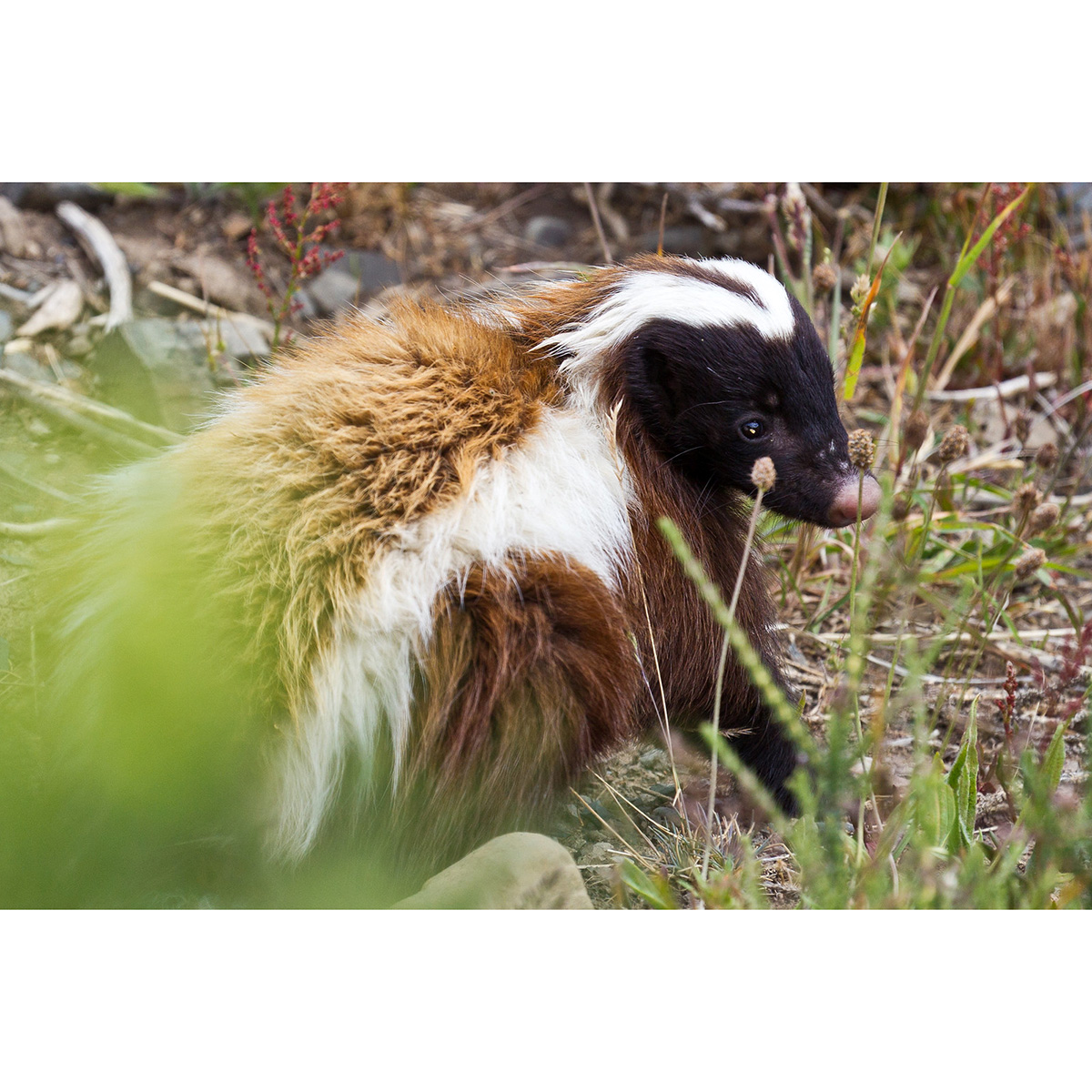 Скунс Гумбольдта (Conepatus humboldtii) Фото №7