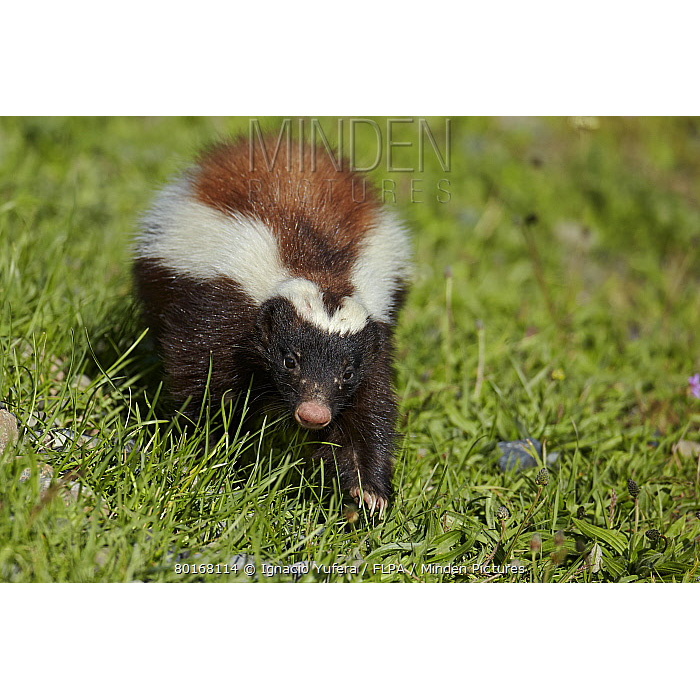 Скунс Гумбольдта (Conepatus humboldtii) Фото №9