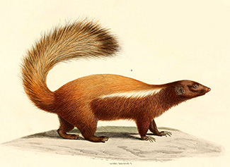 Conepatus humboldtii castaneus