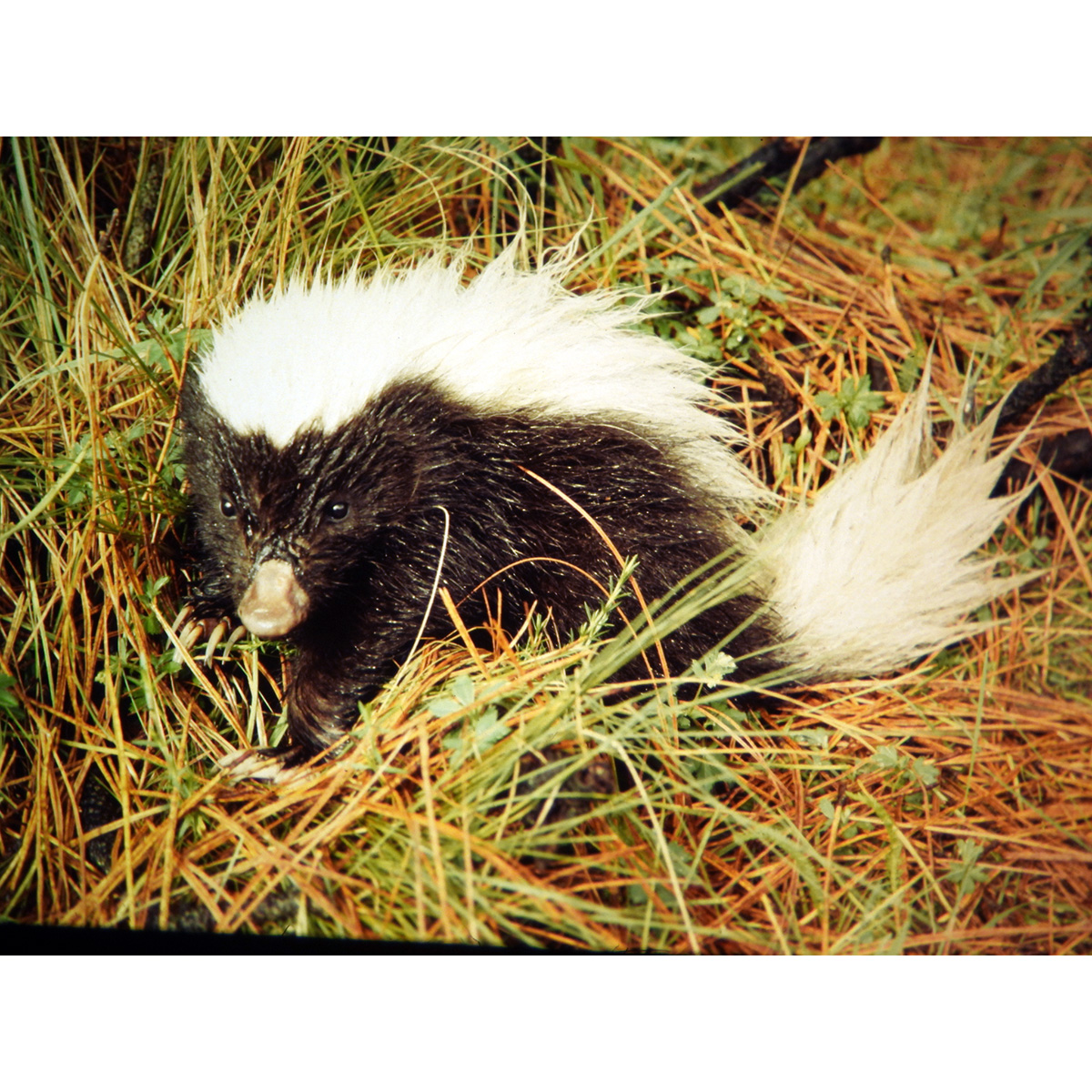 Восточномексиканский скунс (Conepatus leuconotus) Фото №10