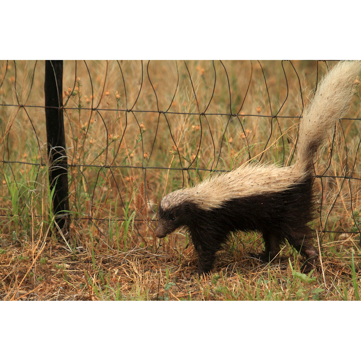 Восточномексиканский скунс (Conepatus leuconotus) Фото №2