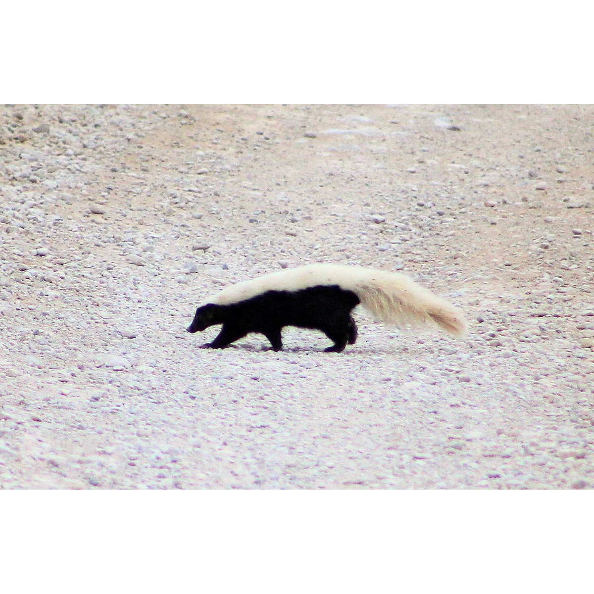 Восточномексиканский скунс (Conepatus leuconotus) Фото №3