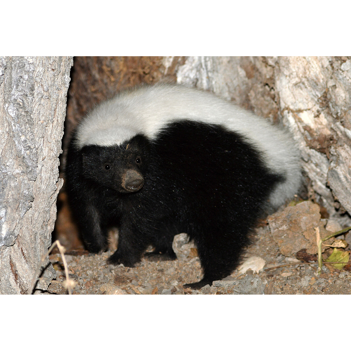 Восточномексиканский скунс (Conepatus leuconotus) Фото №4