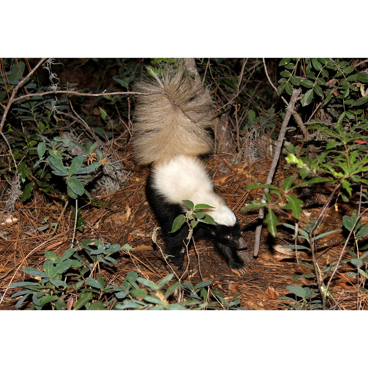Восточномексиканский скунс (Conepatus leuconotus) Фото №5