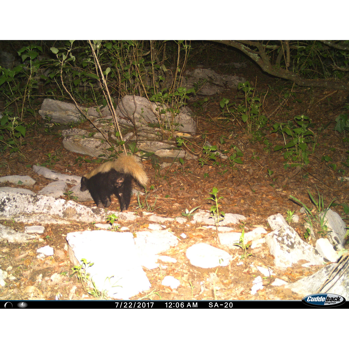Восточномексиканский скунс (Conepatus leuconotus) Фото №6