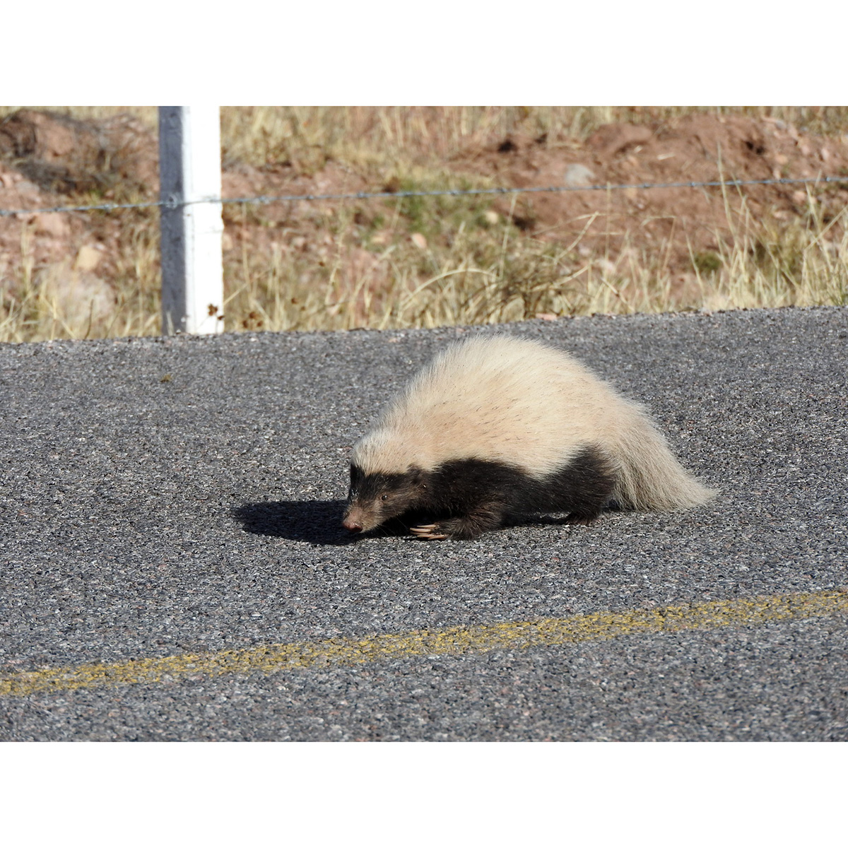 Восточномексиканский скунс (Conepatus leuconotus) Фото №8