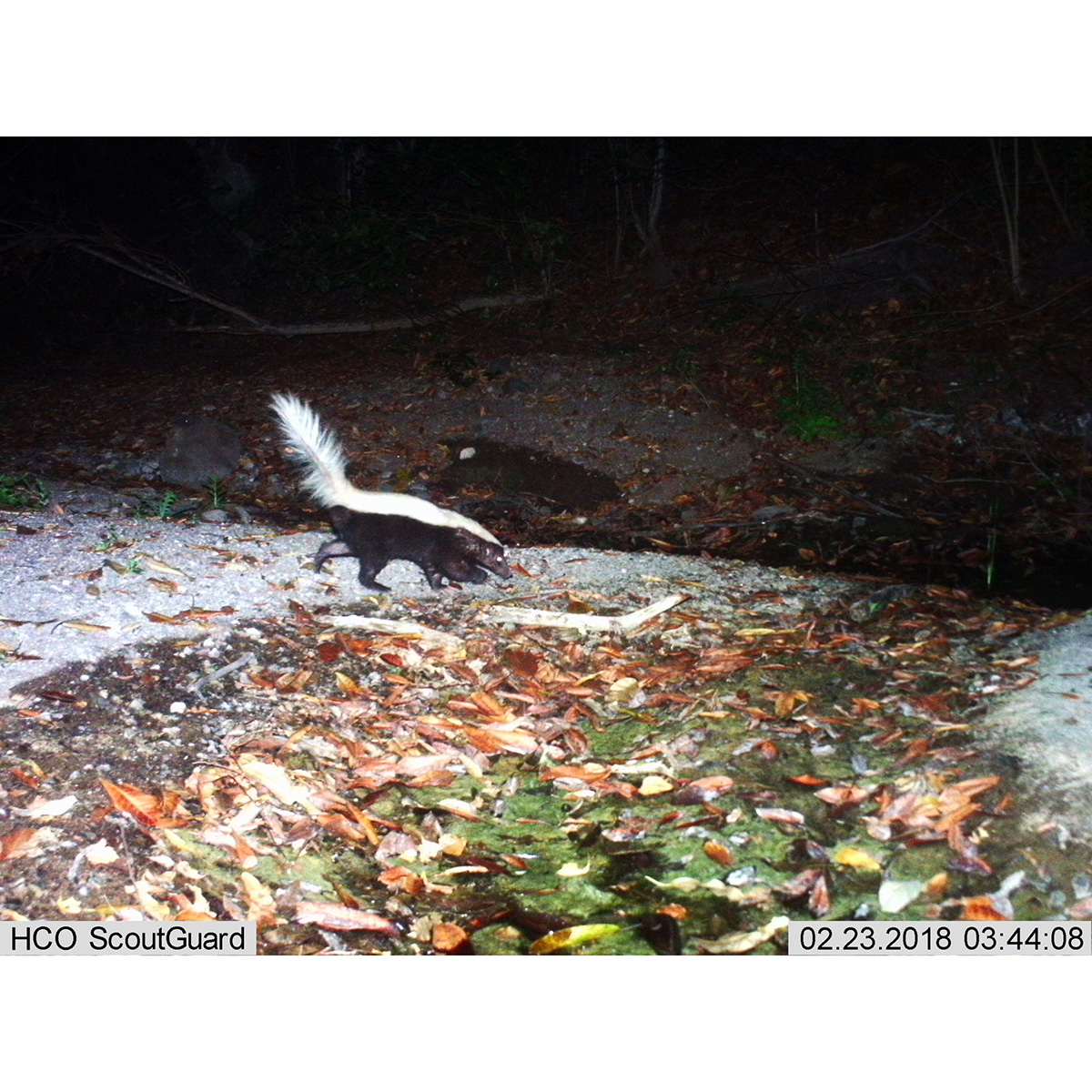 Восточномексиканский скунс (Conepatus leuconotus) Фото №9