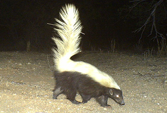 Conepatus leuconotus leuconotus