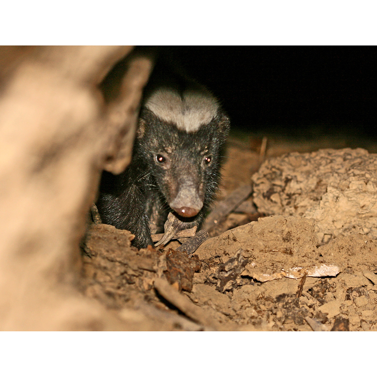 Полуполосый скунс (Conepatus semistriatus) Фото №10