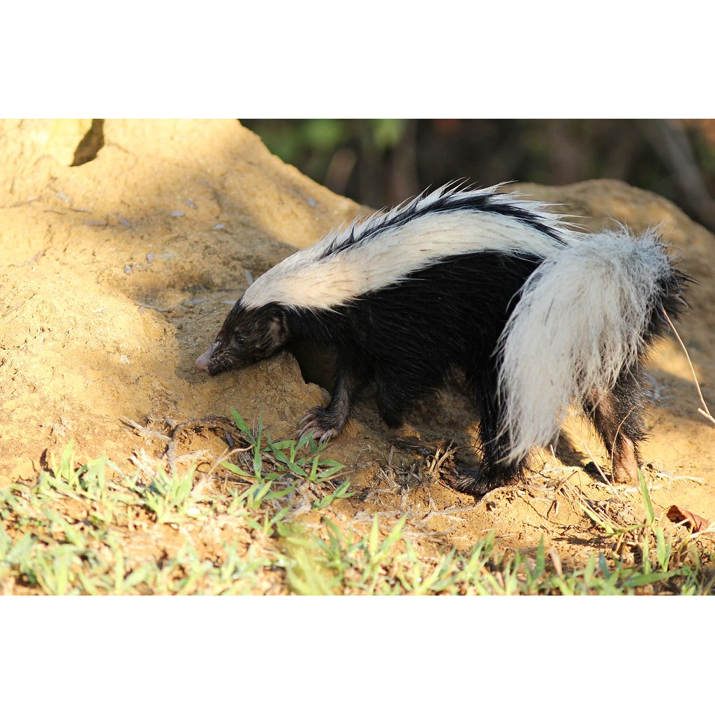 Полуполосый скунс (Conepatus semistriatus) Фото №2
