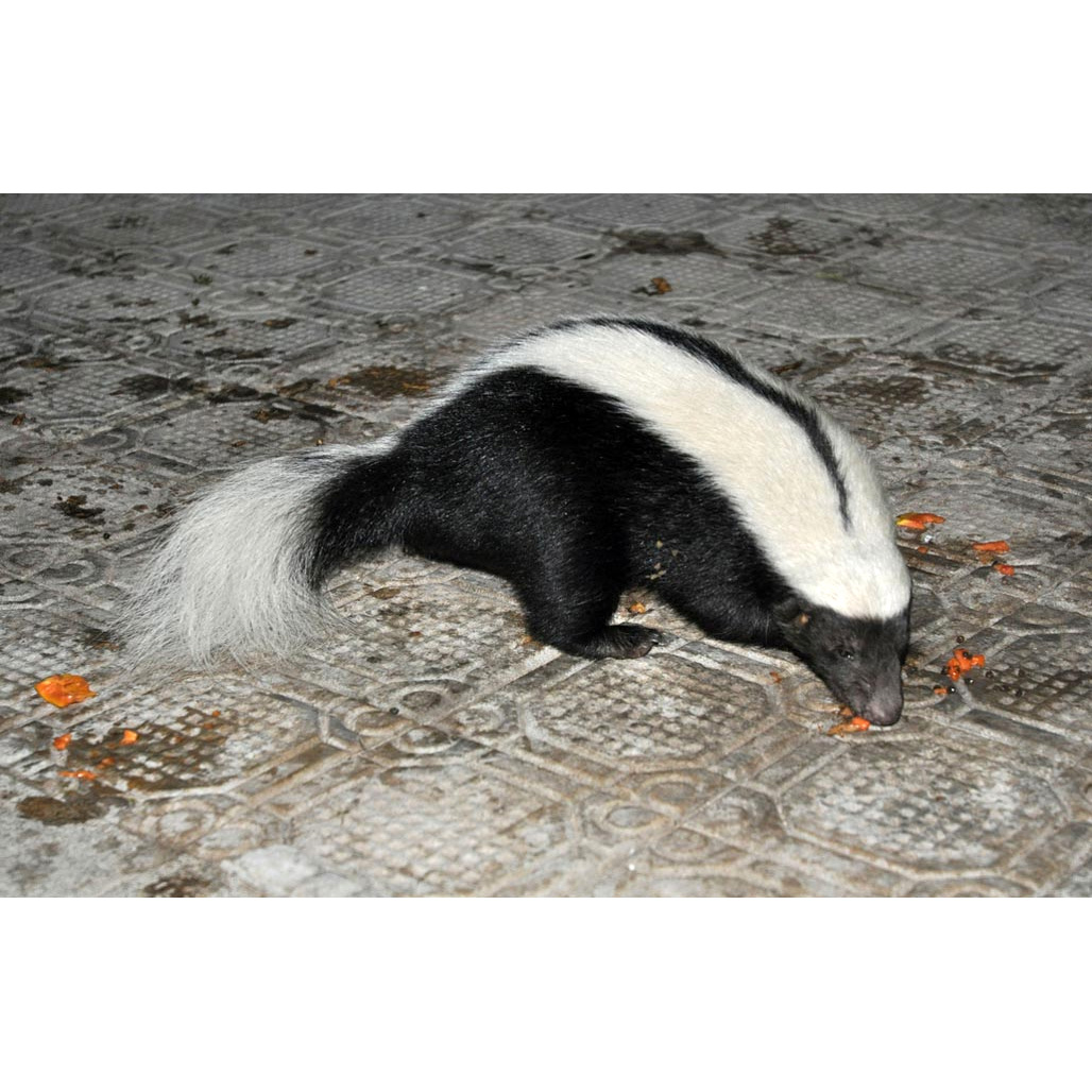 Полуполосый скунс (Conepatus semistriatus) Фото №3
