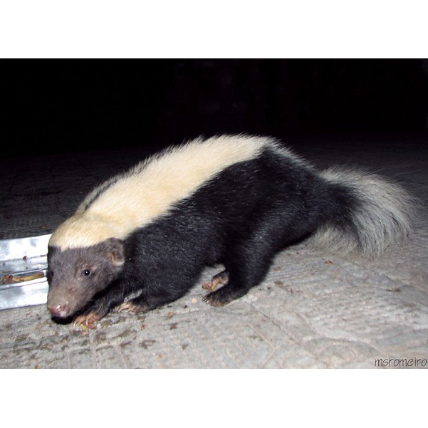 Полуполосый скунс (Conepatus semistriatus) Фото №4