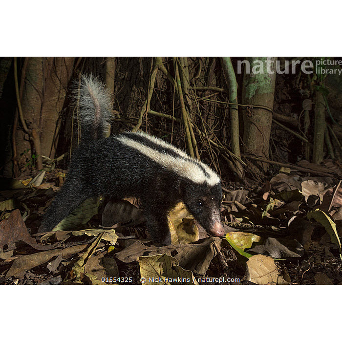 Полуполосый скунс (Conepatus semistriatus) Фото №5