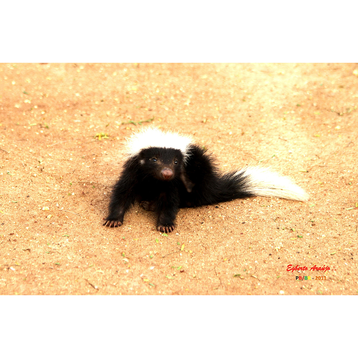 Полуполосый скунс (Conepatus semistriatus) Фото №6