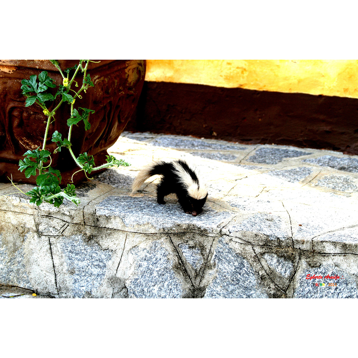 Полуполосый скунс (Conepatus semistriatus) Фото №7