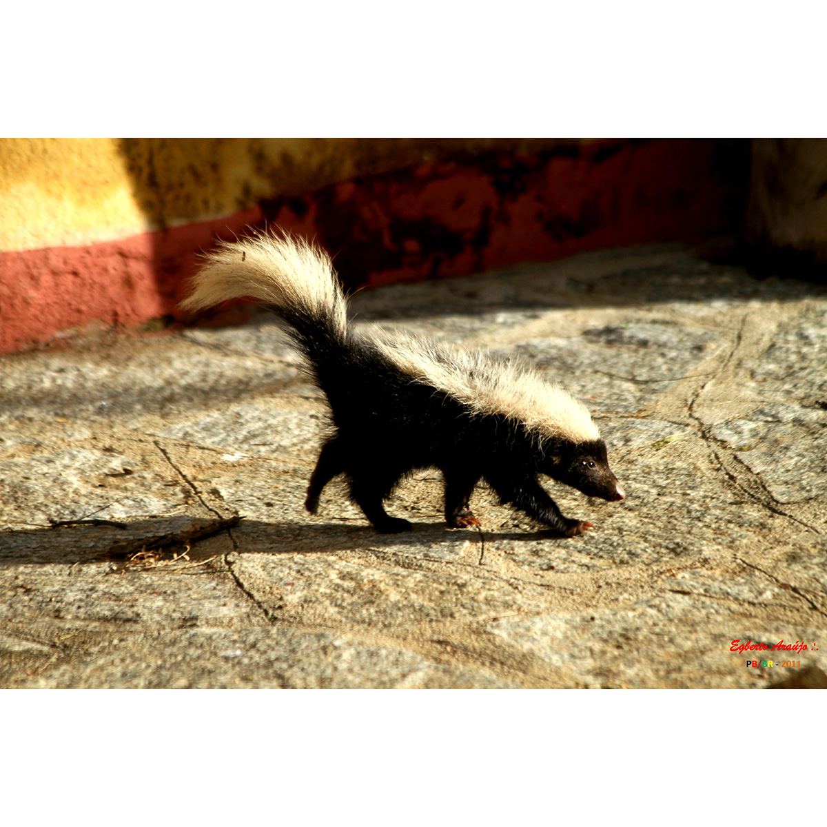 Полуполосый скунс (Conepatus semistriatus) Фото №8