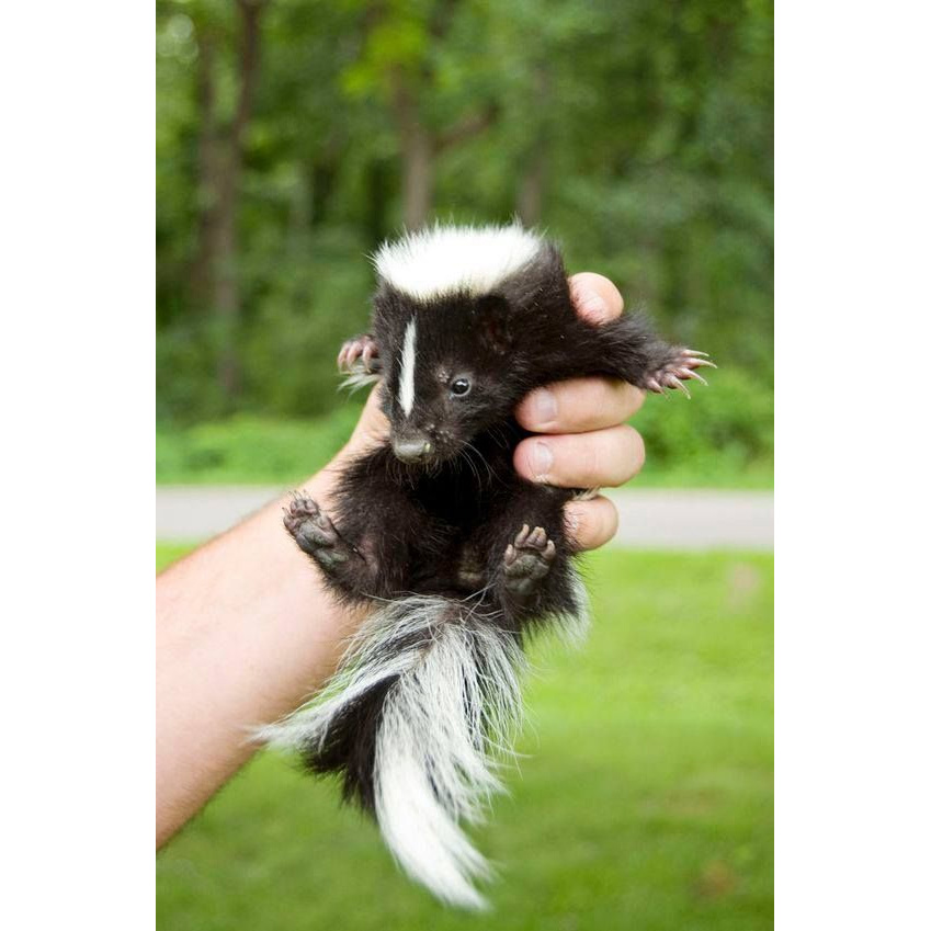 Полуполосый скунс (Conepatus semistriatus) Фото №9