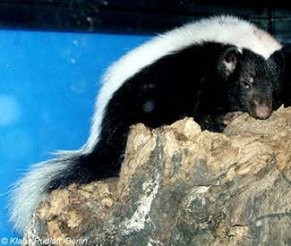 Conepatus semistriatus semistriatus