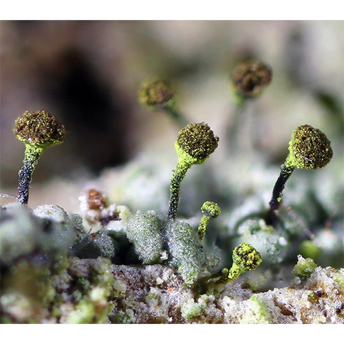 Семейство Кониоцибовые фото