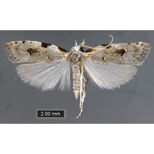 Семейство Copromorphoidea фото
