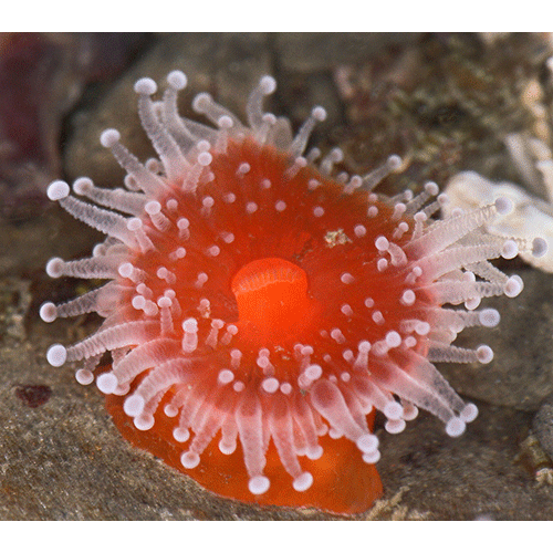 Семейство Corallimorphidae  фото