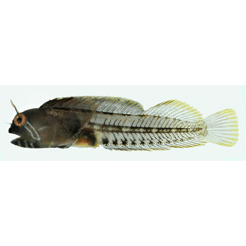Род Coralliozetus фото