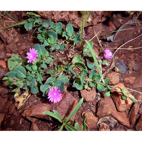 Семейство Corbichoniaceae фото