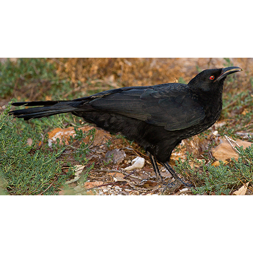 Род Corcorax  фото