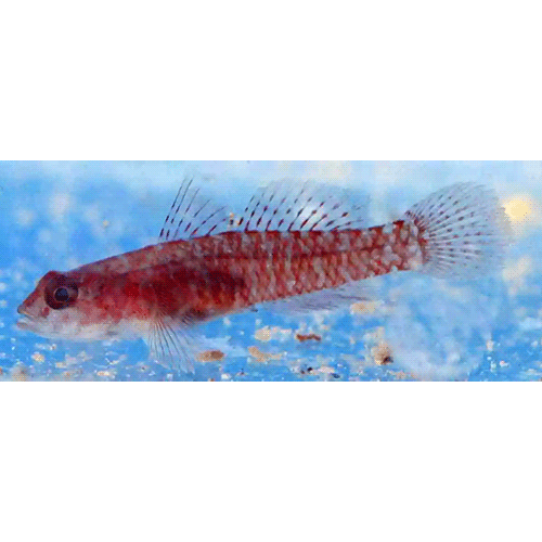 Род Corcyrogobius фото