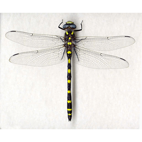 Семейство Cordulegastridae фото