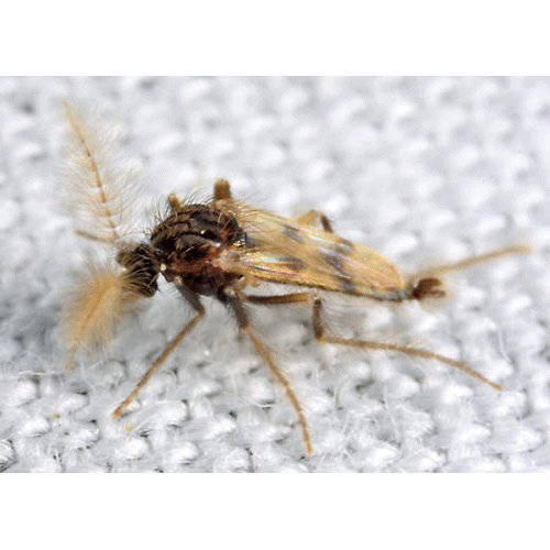 Семейство Corethrellidae фото