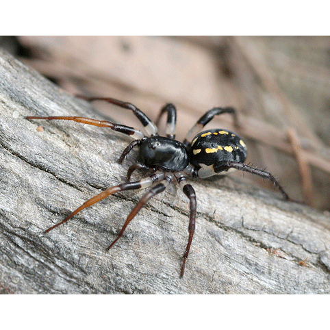 Семейство Corinnidae фото