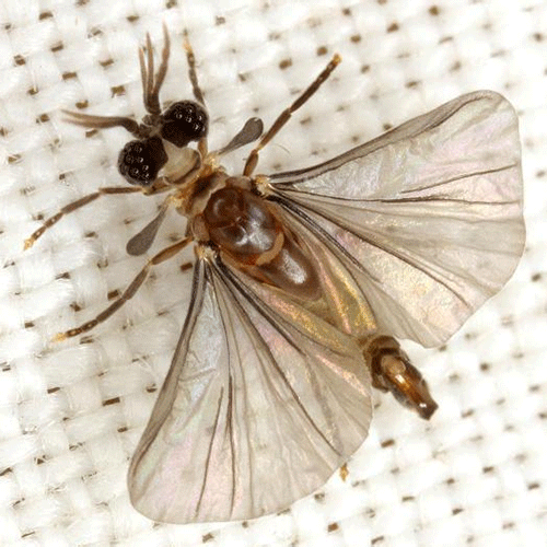 Семейство Corioxenidae фото