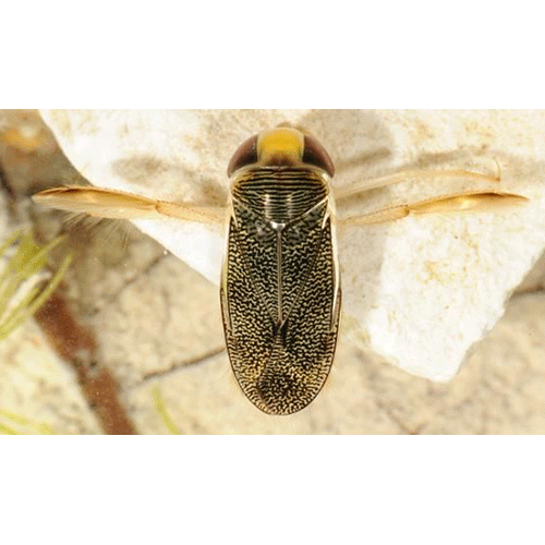 Семейство Corixoidea фото